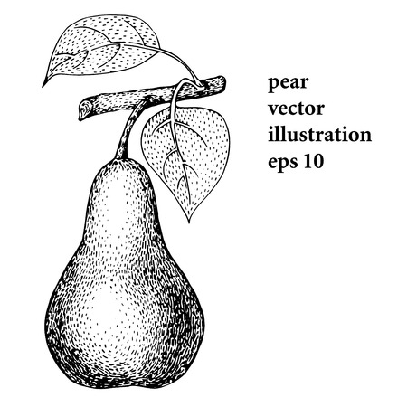 Pear, vintage engraved hector illustration. Retro style.のイラスト素材