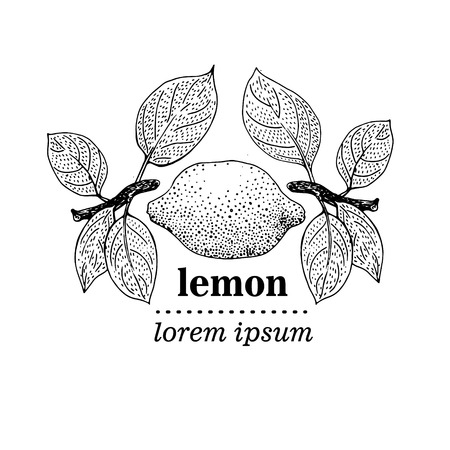 Vintage illustration of Lemon Fruits.のイラスト素材