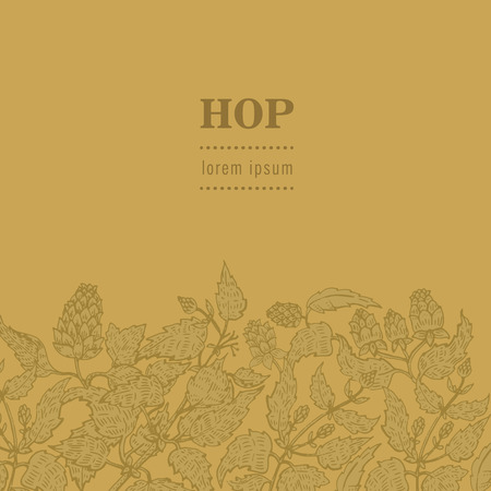 Beer hop Engraved style illustration. Vintage beer design template. Vector illustrationのイラスト素材