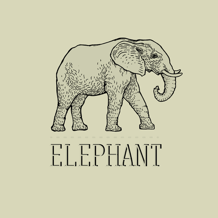Vintage Elephant  design vector template linear style.の写真素材