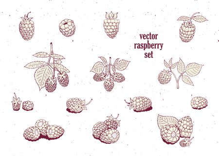Plain raspberry set. Can be use for background, design, invitation, banner, cover. Vintage hand drawn illustrationsのイラスト素材