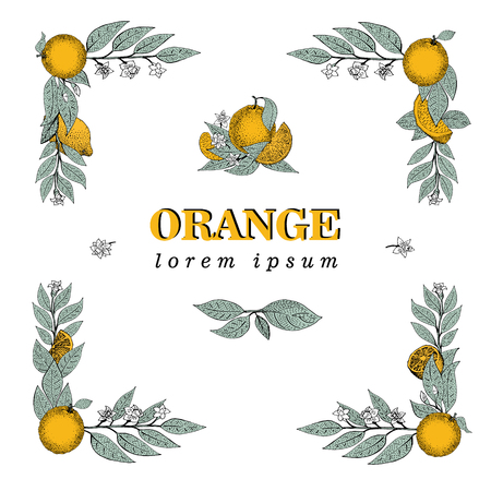 Vector hand drawn square frame elements of leaves and orange fruit. Vintage illustration. Logo template. Retro bannerのイラスト素材