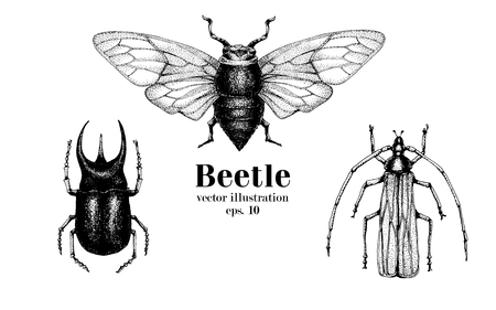 Vector retro hand drawn beetle set. Bug, dor, dorr, insect on a white background. Retro illustrationのイラスト素材