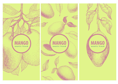 Set of three labels with mango branch and fruits. Great for traditional, organic food, medicine, perfume design, cooking or gardening. Retroのイラスト素材