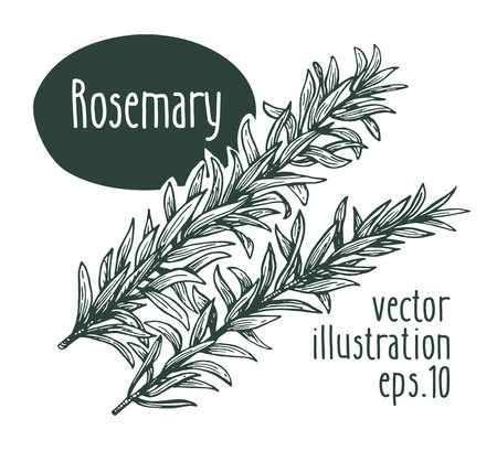 Rosemary branch. Vector illustration for design menu, packaging and recipes. Hand drawn retro illustration. Engraved style.のイラスト素材