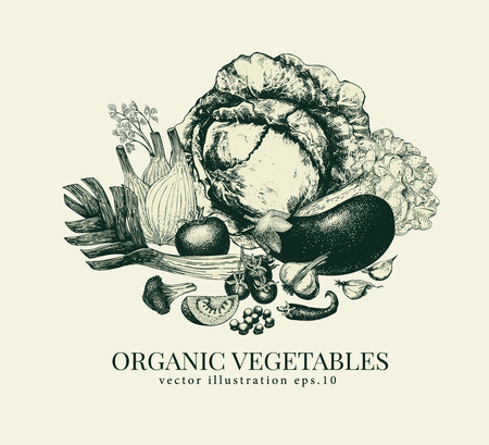 Vegetables hand drawn vector illustration. Banner template. Vintage Vegetable engraved style background. Can be use for menu, label, packaging, farm marketのイラスト素材