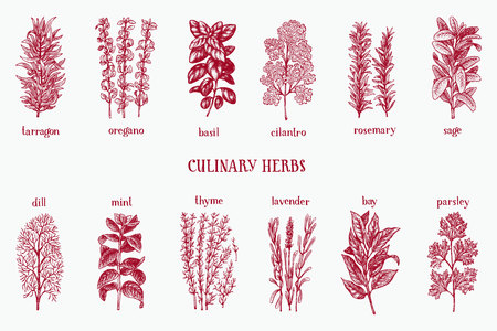 Hand drawn set of culinary herbs and spices. Vector background for design menu, packaging, recipes, label, farm market products. Hand drawn retro illustration. Botanical set.のイラスト素材