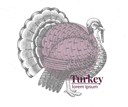Vector hand drawn turkey illustration. Retro engraving style. Sketch farm animal drawing. Logo template.のイラスト素材