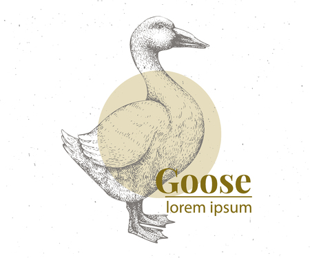 Vector hand drawn goose illustration. Retro engraving style. Sketch farm animal drawing. Duck logo template.のイラスト素材
