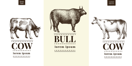 Graphical cow and bull silhouette, hand drawn vintage illustrations. Vector set with three logo templates.のイラスト素材