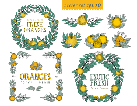 Vector set with oranges. Round wreaths and frames with leaves and orange fruit. Vector hand drawn frame sketch style. Retro illustrations. Logo templates.のイラスト素材