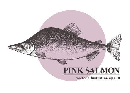 Hand drawn sketch seafood vector vintage illustration of pink salmon fish. Can be use for menu or packaging design. Engraved style. Retro illustration.のイラスト素材