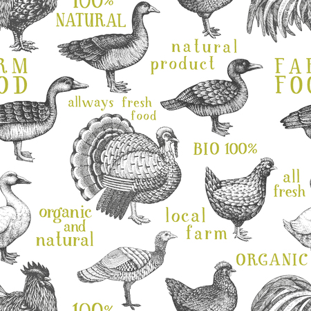 Vector farm animals background. Vintage illustration. Hand drawn farm birds. Retro poultry seamless pattern.のイラスト素材