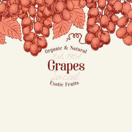 Grape berry design template. Hand drawn vector fruit illustration. Engraved style retro botanical background.のイラスト素材