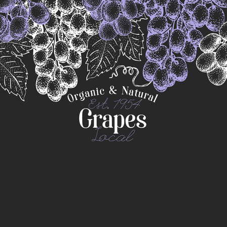 Grape berry design template. Hand drawn vector fruit illustration on chalk board. Engraved style retro botanical background.のイラスト素材