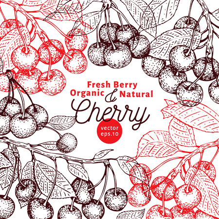 Cherry berry design template. Hand drawn vector fruit illustration. Engraved style retro botanical background.のイラスト素材