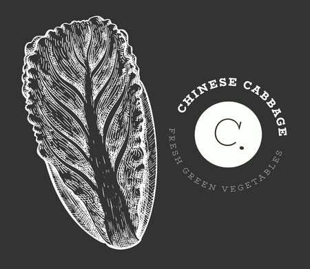 Hand drawn sketch chinese cabbage. Organic fresh food vector illustration on chalk board. Vintage vegetable salad illustration. Engraved style botanical picture.のイラスト素材