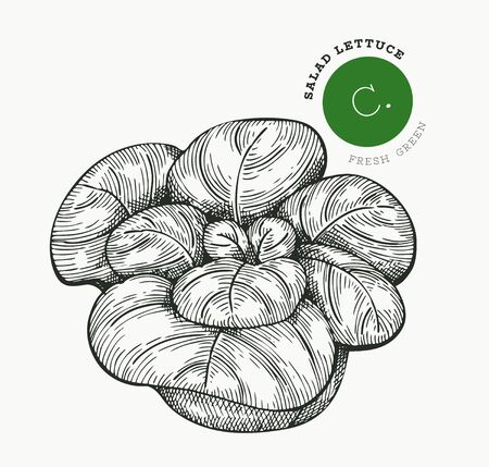 Hand drawn sketch style lettuce salad. Organic fresh food vector illustration isolated on white background. Vintage vegetable romaine lettuce illustration. Engraved style botanical picture.のイラスト素材