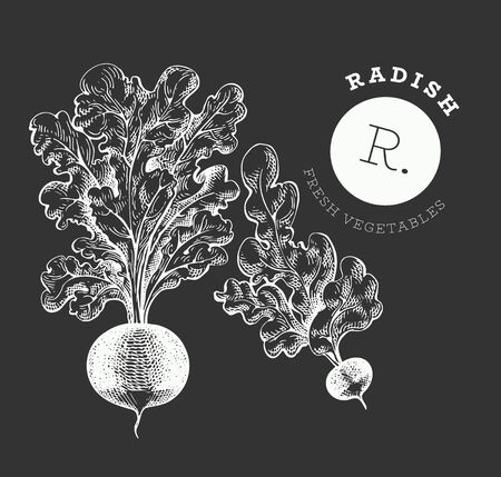 Hand drawn sketch style radish. Organic fresh food vector illustration on chalk board. Vintage vegetable root illustration. Engraved style botanical picture.のイラスト素材