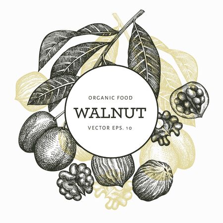 Hand drawn sketch walnut design template. Organic food vector illustration. Retro nut illustration. Engraved style botanical background.のイラスト素材