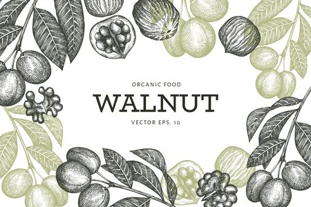 Hand drawn sketch walnut design template. Organic food vector illustration. Retro nut illustration. Engraved style botanical background.のイラスト素材