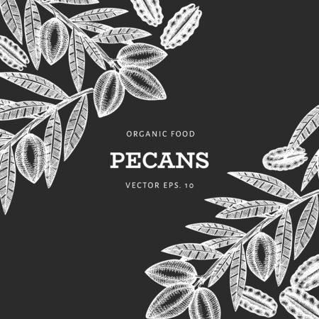 Hand drawn pecan branch and kernels design template. Organic food vector illustration isolated on white background. Retro nut illustration. Engraved style botanical picture.のイラスト素材