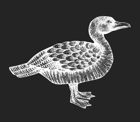 Hand drawn farm bird illustration. Vector poultry sketch on chalk board. Vintage duckのイラスト素材