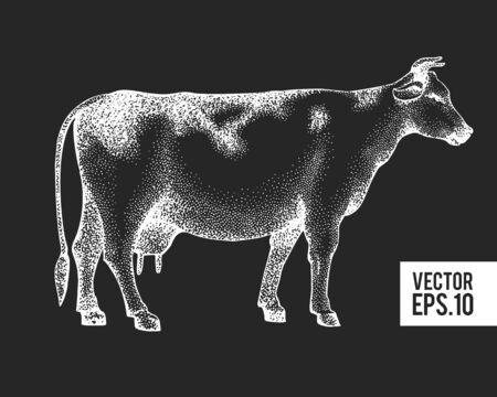Hand drawn cow illustration. Vector farm sketch on chalk board. Retro farm illustrationのイラスト素材