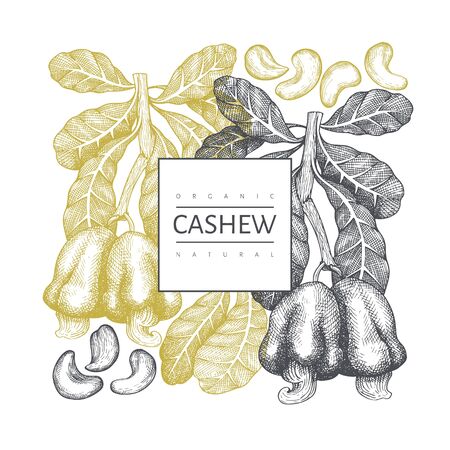 Hand drawn sketch cashew design template. Organic food vector illustration on white background. Retro nut illustration. Engraved style botanical background.のイラスト素材