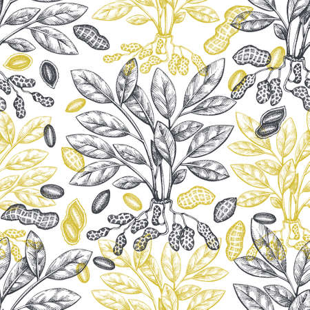 Hand drawn peanut branch and kernels seamless pattern. Organic food vector illustration. Retro nut background.のイラスト素材