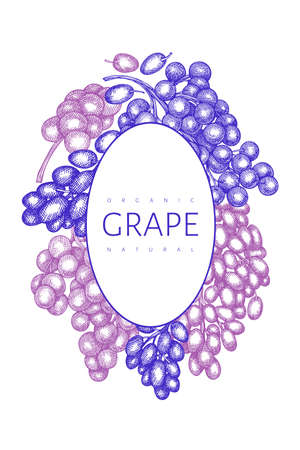 Grape design template. Hand drawn vector grape berry illustration. Engraved style retro botanical banner.のイラスト素材