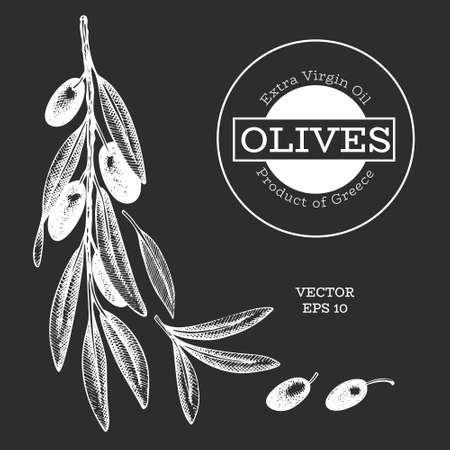 Olive branch illustration. Hand drawn vector food illustration on chalk board. Engraved style mediterranean plant. Retro botanical picture.のイラスト素材