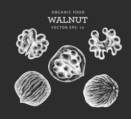 Hand drawn sketch walnut kernels. Organic food vector illustration isolated on chalk board. Vintage nut illustration. Engraved style botanical picture.のイラスト素材