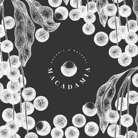 Hand drawn macadamia branch and kernels design template. Organic food vector illustration on chalk board. Vintage nut illustration. Engraved style botanical banner.のイラスト素材