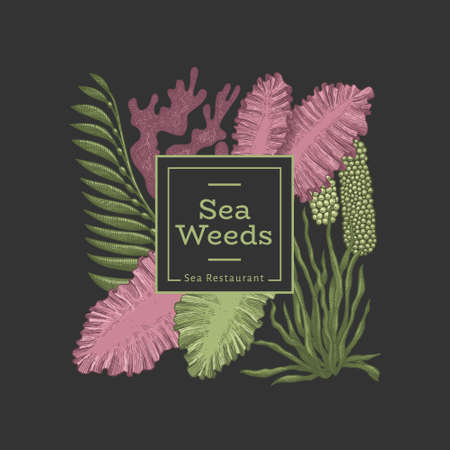 Seaweed design template. Hand drawn vector seaweeds illustration. Engraved style sea food banner. Retro sea plants backgroundのイラスト素材