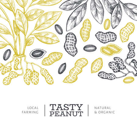 Hand drawn peanut branch and kernels design template. Organic food vector illustration on white background. Retro nut background. Engraved style botanical picture.のイラスト素材