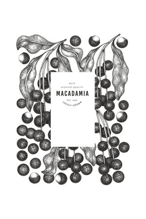 Hand drawn macadamia branch and kernels design template. Organic food vector illustration on white background. Retro nut illustration. Engraved style botanical banner.のイラスト素材