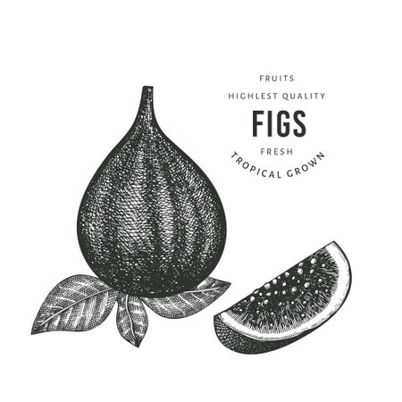 Hand drawn sketch style pineapple. Organic fresh food vector illustration isolated on white background. Retro fruit illustration. Engraved style botanical picture.のイラスト素材
