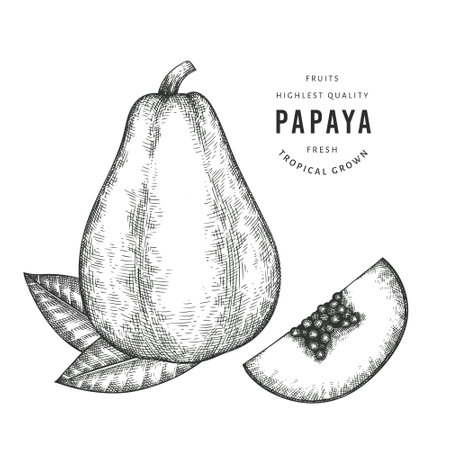 Hand drawn sketch style papaya. Organic fresh food vector illustration isolated on white background. Retro fruit illustration. Engraved style botanical picture.のイラスト素材