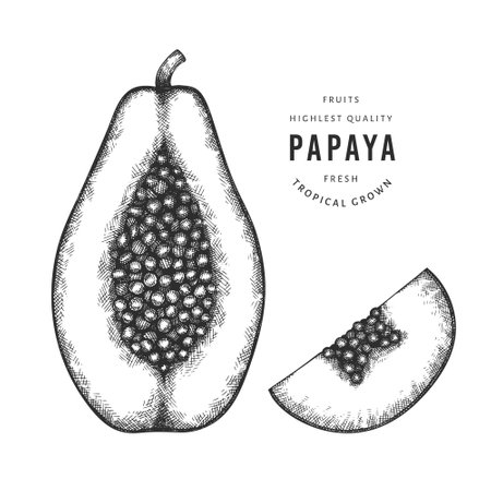 Hand drawn sketch style papaya. Organic fresh food vector illustration isolated on white background. Retro fruit illustration. Engraved style botanical picture.のイラスト素材