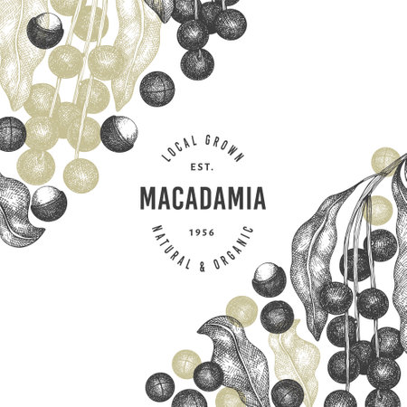 Hand drawn macadamia branch and kernels design template. Organic food vector illustration on white background. Retro nut illustration. Engraved style botanical banner.のイラスト素材