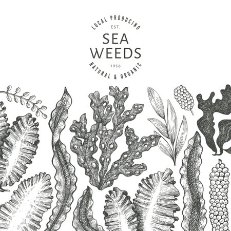 Seaweed design template. Hand drawn vector seaweeds illustration. Engraved style sea food banner. Retro sea plants backgroundのイラスト素材
