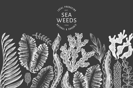 Seaweed design template. Hand drawn vector seaweeds illustration on chalk board. Engraved style sea food banner. Vintage sea plants backgroundのイラスト素材