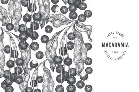 Hand drawn macadamia branch and kernels design template. Organic food vector illustration on white background. Retro nut illustration. Engraved style botanical banner.のイラスト素材