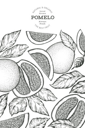 Hand drawn sketch style pomelo banner. Organic fresh fruit vector illustration. Retro fruit design templateのイラスト素材