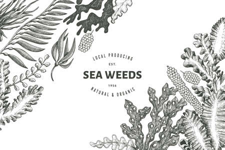 Seaweed design template. Hand drawn vector seaweeds illustration. Engraved style sea food banner. Retro sea plants backgroundのイラスト素材