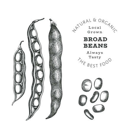 Hand drawn dragon fruit design template. Organic fresh food vector illustration on chalk board. Retro pitaya fruit banner.のイラスト素材