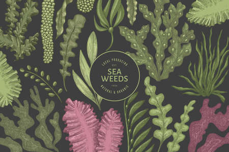 Seaweed design template. Hand drawn vector seaweeds illustration. Engraved style sea food banner....