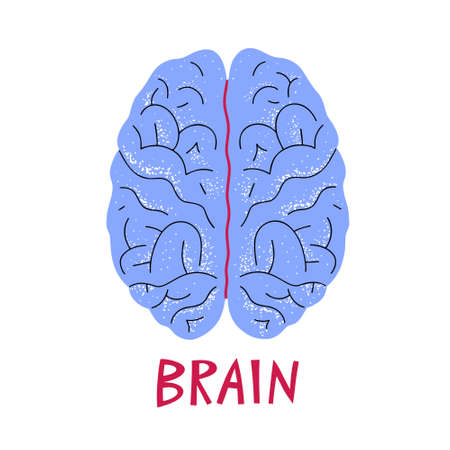 Human brain illustration. Vector medicine illustration in cartoon style. Human brains anatomy....