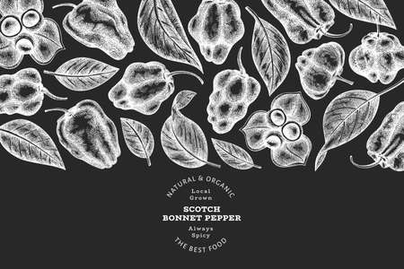 Hand drawn sketch style scotch bonnet pepper banner. Organic fresh vegetable vector illustration on chalk board. Retro cayenne pepper design templateのイラスト素材